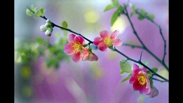 _Воскресная школа дома (2) Обетование Спасителя