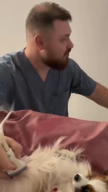 Беременная собака. Узи