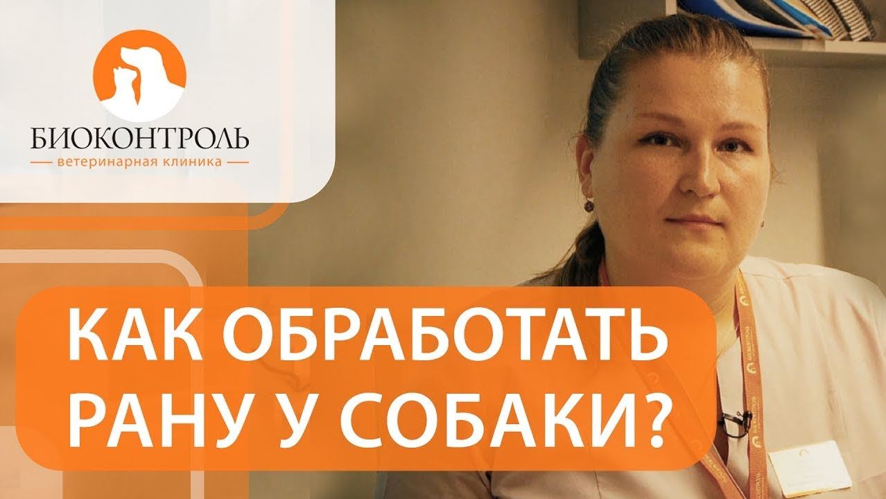 Какие действия нужно предпринять, если вашу собаку покусал другой пес. Собаку покусала собака.12+