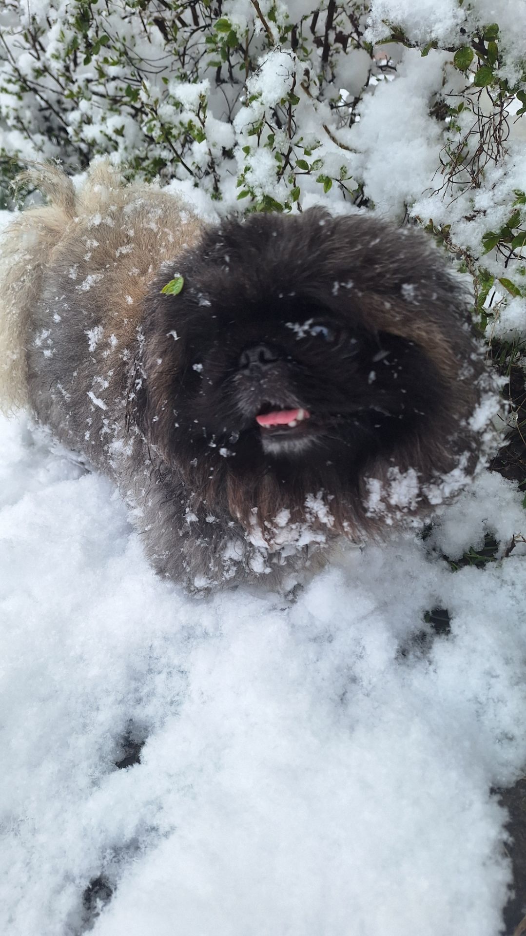 Пекинес Дендик и апрельский снег в Рязани