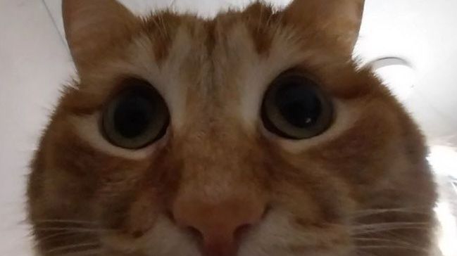 смешные видео про животных