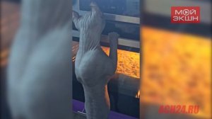 Любят секреты и запах пиццы: благовещенка рассказала о своих котах редкой породы эльф