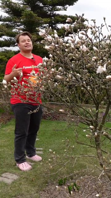 Как ухаживать за магнолией.