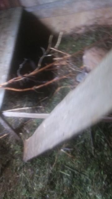 Крольчата на 7 день ,глазки не открыли !!!