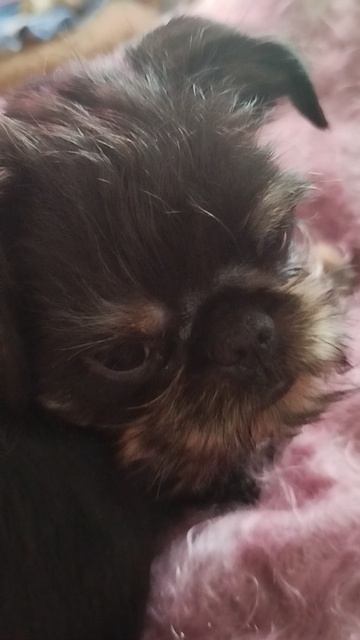 Постриглись в первый раз, любимая Лу́на, 21.04.26