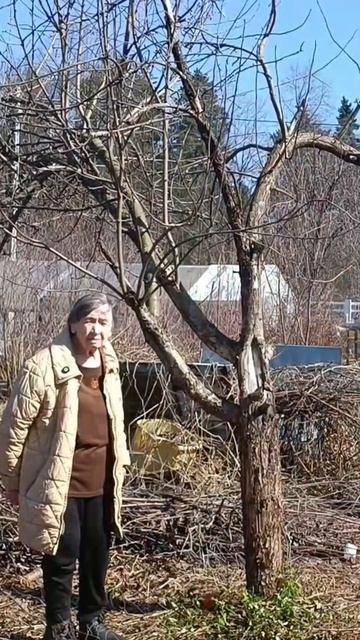 БЫЛО СТАЛО обрезка старой и больной  яблони