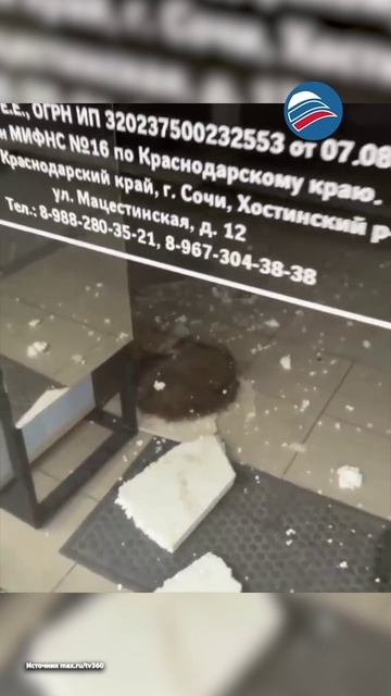 Енот устроил дерзкий налет на магазин косметики в Дагомысе и уснул на месте преступления