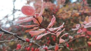 Андрей Дементьев - Никогда ни о чем не жалейте #стихи