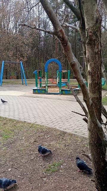 Наша кошка Сильва кусака. Пополняю кормом ближние кормушки для синиц и белочек (21.04.26.)