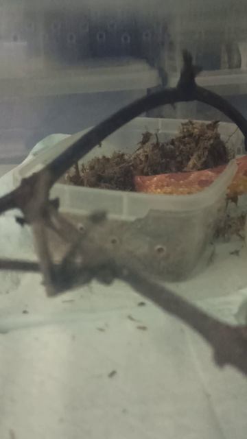 Бахида в поисках мужчины! 16 апреля 2026 г.