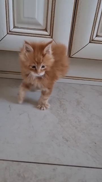 Грозная малявка