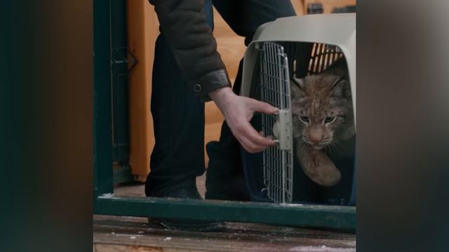 вялый он чтото