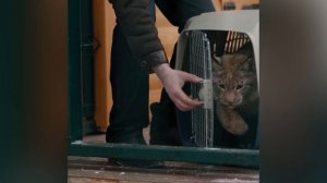 вялый он чтото