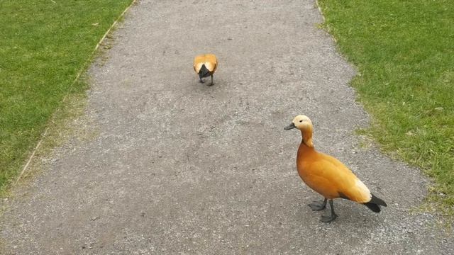 Аптекарский огород в Москве.