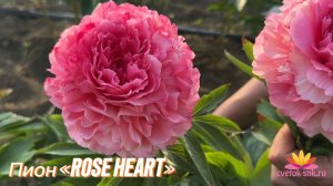 Гибрид "ROSE HEART"/Сад Ворошиловой