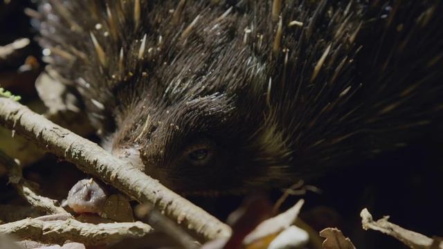 Удивительная Ехидна