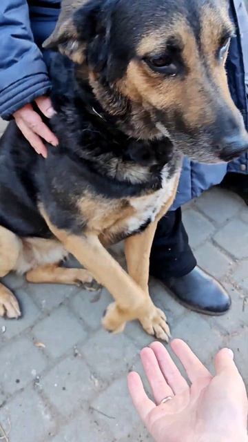 Нарисовала собаку и отдала хозяйке  🥰