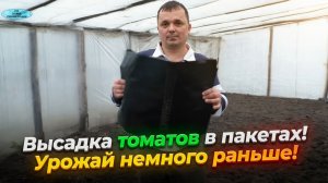 Высадка томатов в пакетах- проверенный, очень эффективный способ!