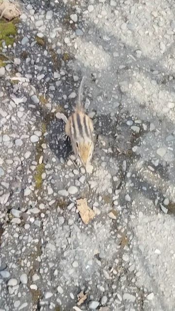 Petal_20260421_121709.mp4