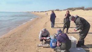 Ученые оценивают восстановление дна после разлива мазута в Анапе
