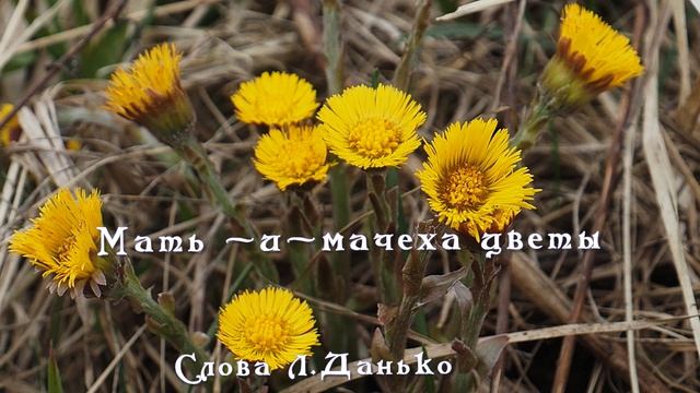 Мать-и-мачехи цветы