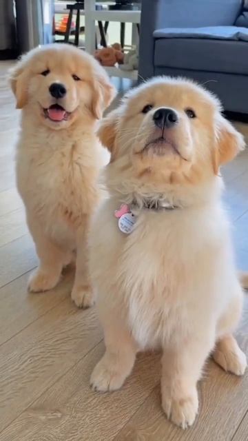 Видео от МЯУтаверс – как метавселенная, но с котами