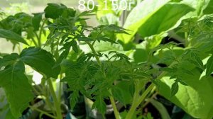 РАССАДА ОБЗОР.