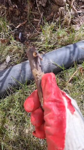 Как выглядит зимующий шелкопряд?