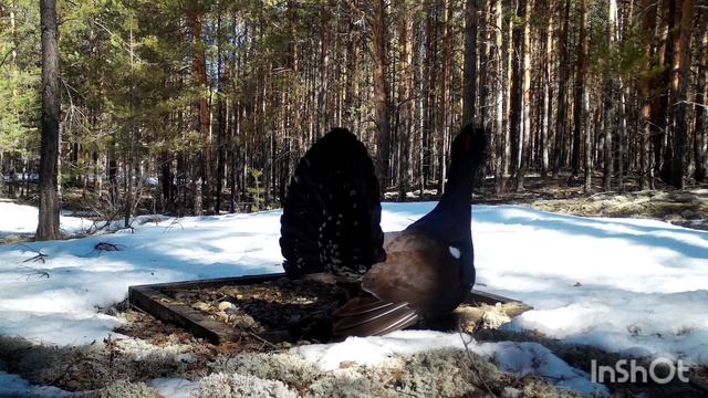 Токование_глухаря_в_Присурском