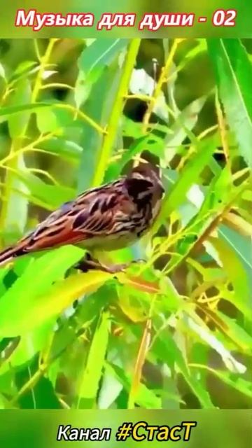 Музыка для души - 02