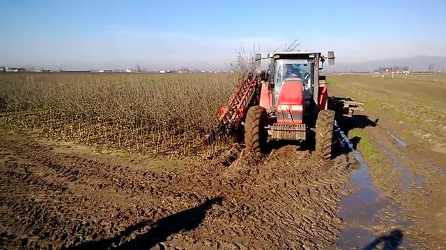 Выкопочный комбайн санженцев в питомнике OLIVER