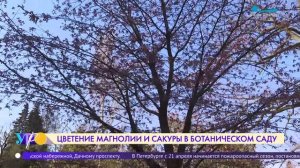 Цветение сакуры и магнолии в Ботаническом саду Петра Великого