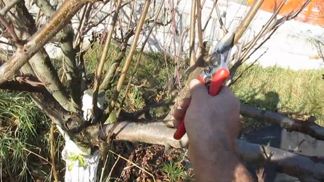 ОБРЕЗКА СЛИВЫ после радикального снижения кроны. #ВиталийОрех #Виталий7соток