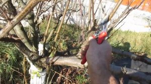 ОБРЕЗКА СЛИВЫ после радикального снижения кроны. #ВиталийОрех #Виталий7соток