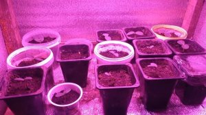 РАССАДА В ОТКРЫТЫЙ ГРУНТ. СОРТ  ,,КУРАЖ,,