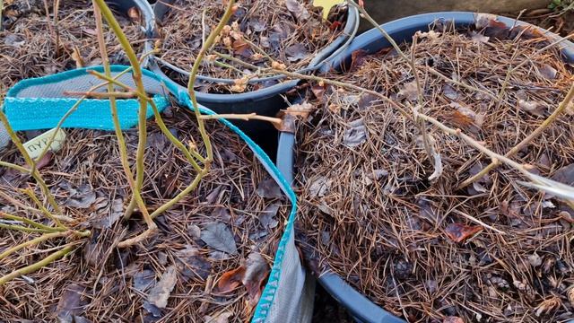 Как перезимовала голубика!?