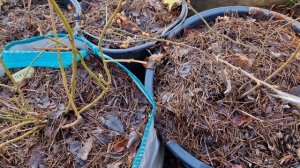 Как перезимовала голубика!?