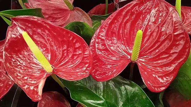 Какой грунт нужен для Антуриума, и чем растение полезно для дома