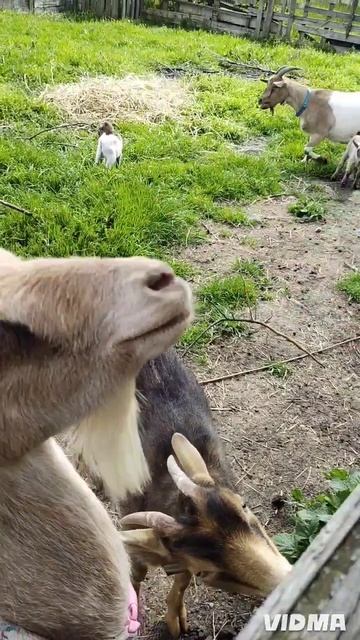 все хотят внимания 🥹