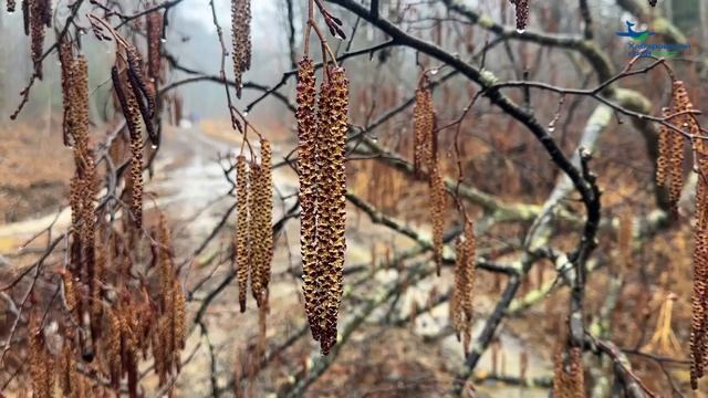 Хехцир трейл 2026 Цветы багульника