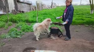 Мудреный РЕЦЕПТ.  Он Здесь ГЛАВНЫЙ! Забор Обтирал – ПЛЕСЕНЬЮ ПОКРЫЛСЯ.