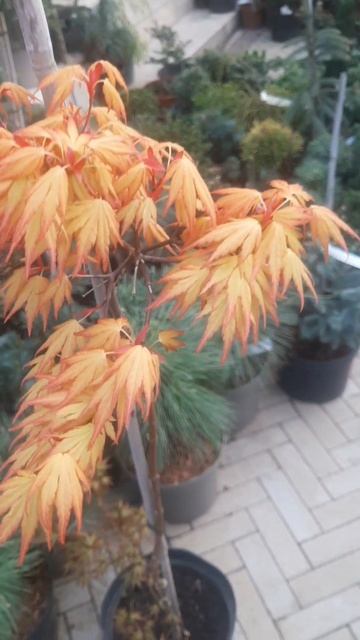 ❤🌲Клён Оранж Дрим на штамбе 
✔Продажа растений в макс и телеграм канале: Https://t.me/love_is_hvoiny