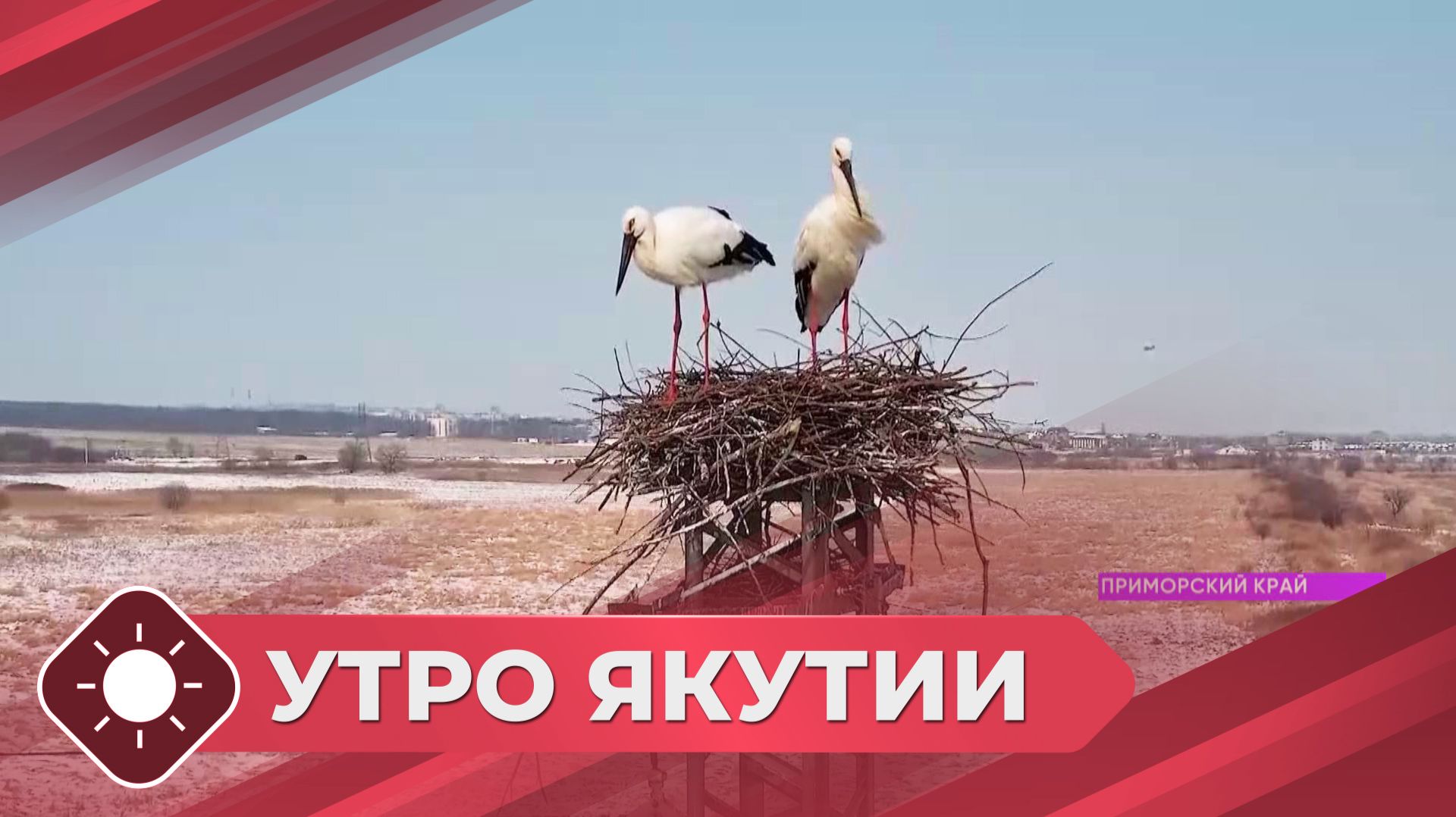Утро Якутии: Гнездовище аистов (21.04.26)