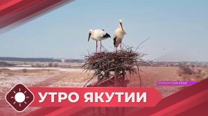 Утро Якутии: Гнездовище аистов (21.04.26)