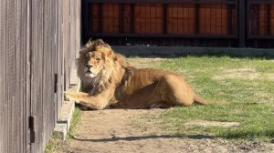 У Шерхана тоже телевизор