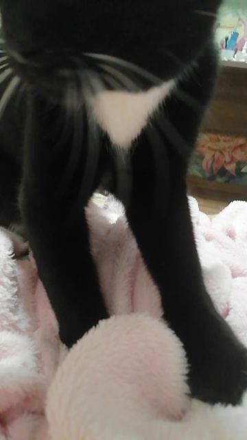 МОЙ КОТИК🐱