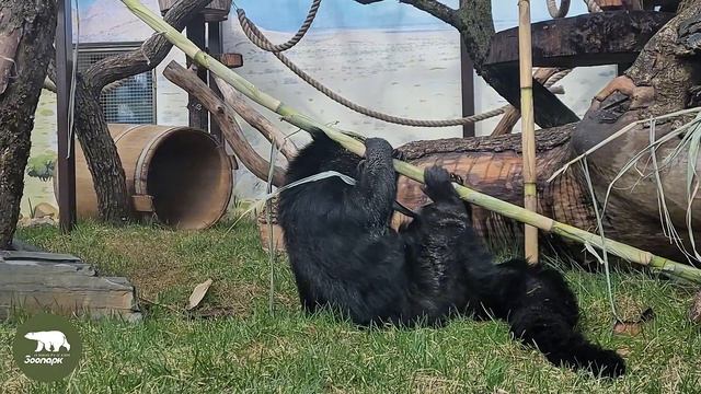 Не проспите самое активное время Карлы и Тоши!🐾