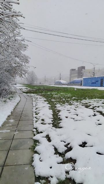 Снег в апреле. Чебоксары 21.04.2026г. 
#весна #орхидея #рекомендации