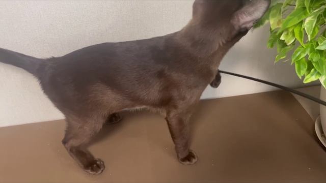 Пэри Аллегро Кэтс