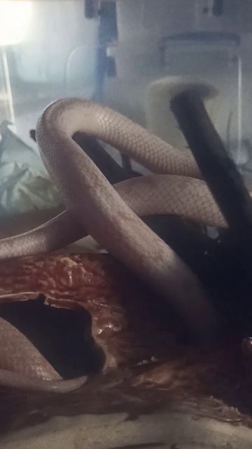 Карамелька овулирует... 13 апреля 2026 г.